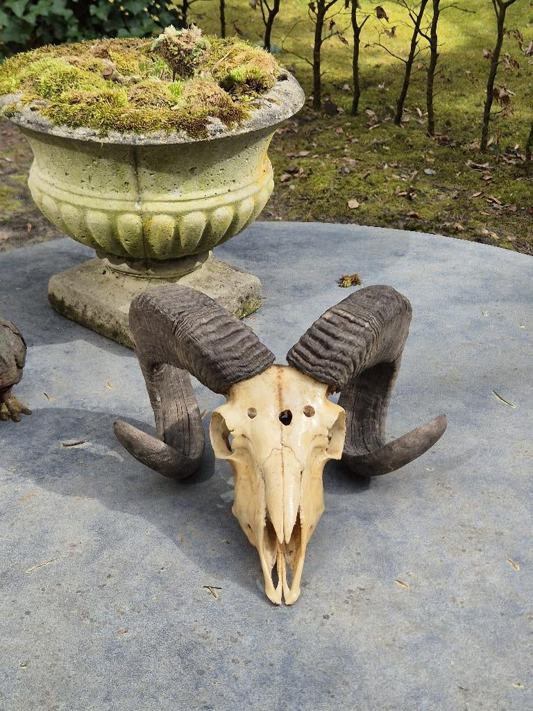 Moeflon Schedel Met Hoorns Jacht Mancave g57, Ophalen of Verzenden, Gebruikt, Wild dier, Schedel