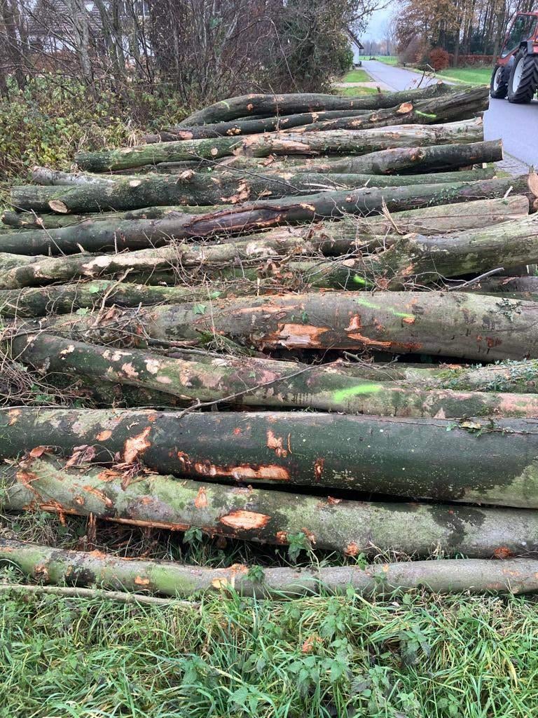 Brandhout,Beukenhout,Stamhout,Boomstammen,Brandhoutstammen, 6 m³ of meer, Ophalen of Verzenden, Beukenhout, Stammen