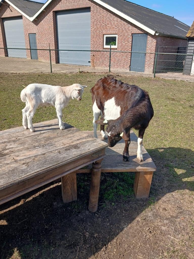Geit met lam, Vrouwelijk, Geit, 3 tot 5 jaar