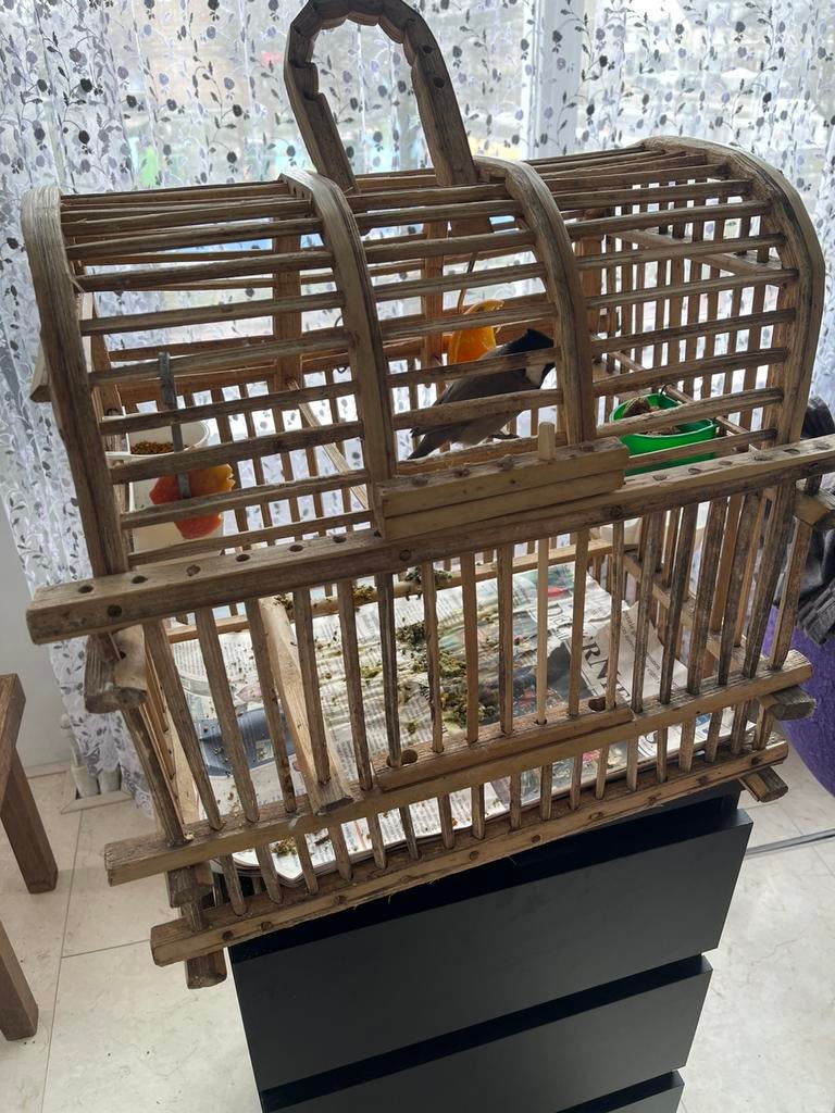 Iraqees buul buul met kooi, Dieren en Toebehoren, Vogels | Overige Vogels