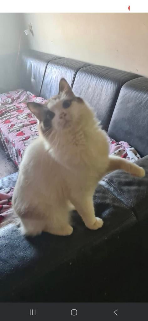 Ragdoll poes, Dieren en Toebehoren, Katten en Kittens | Dekkaters