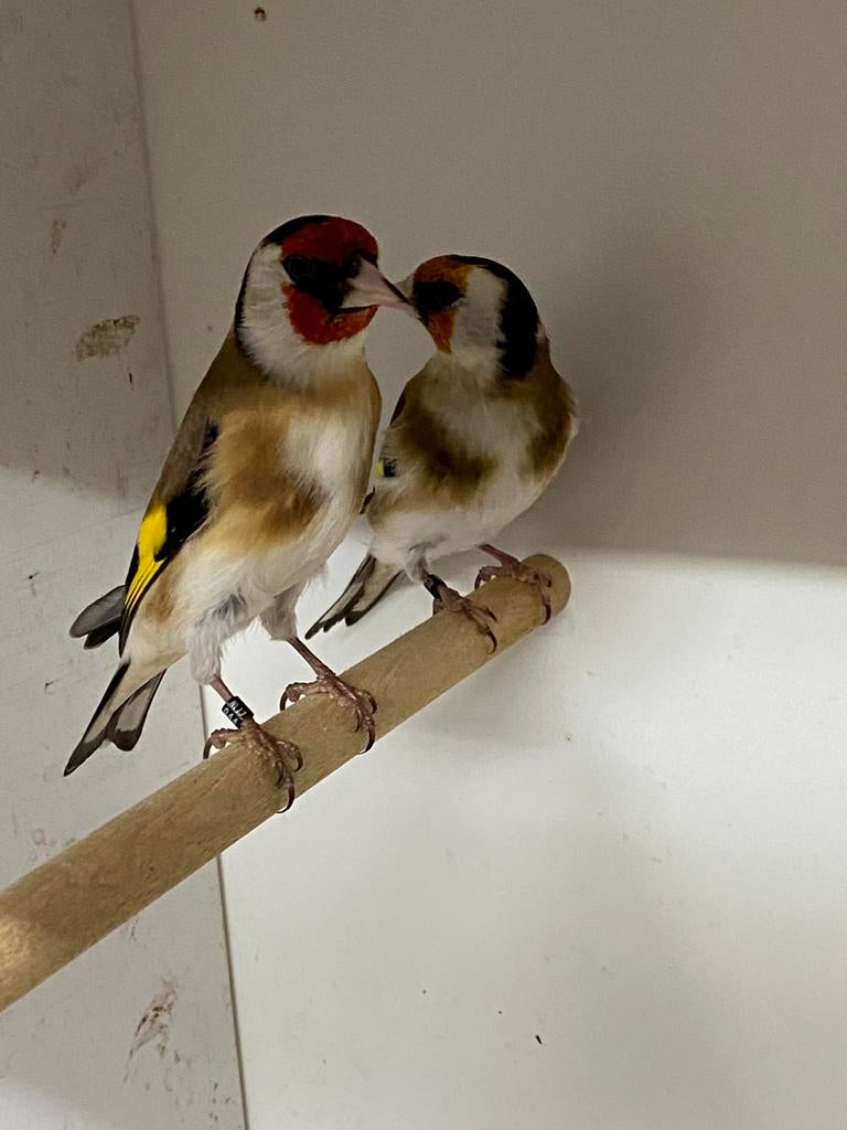 Major putters, Dieren en Toebehoren, Mannelijk, Wildzangvogel