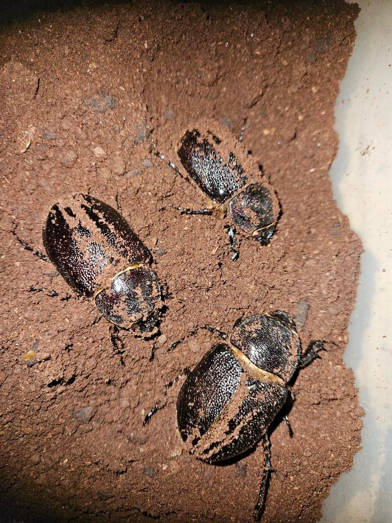 Dynastes neptunus kevers, Bijen