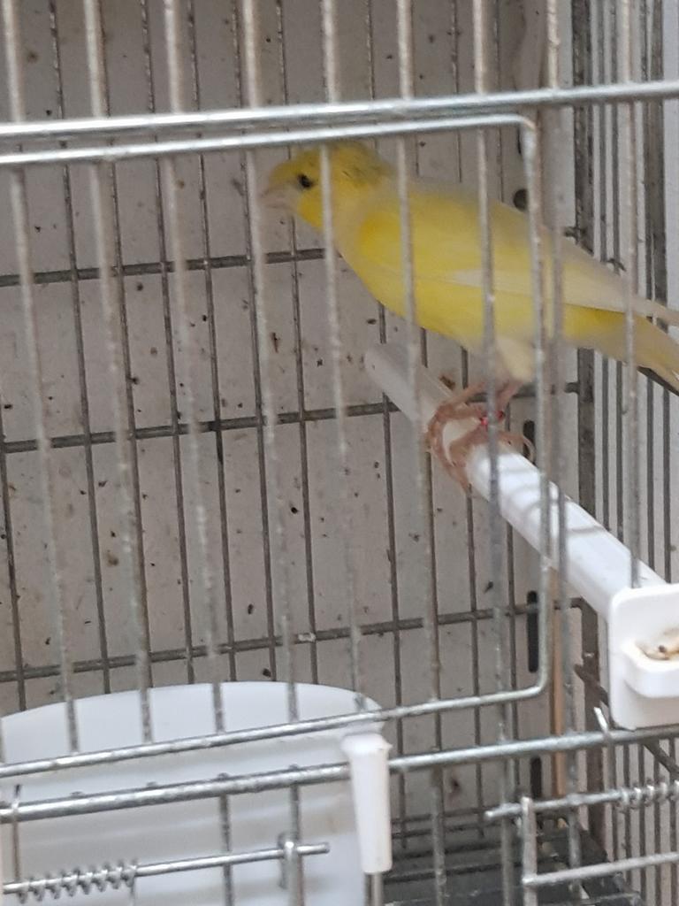 Kanaries verschillende kleuren mannen en poppen, Dieren en Toebehoren, Meerdere dieren, Kleurkanarie