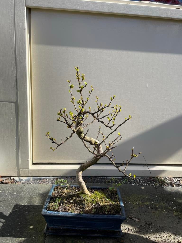 Zanthoxylum Bonsai boompje in pot, Overige soorten, Volle zon, Vaste plant, Ophalen of Verzenden