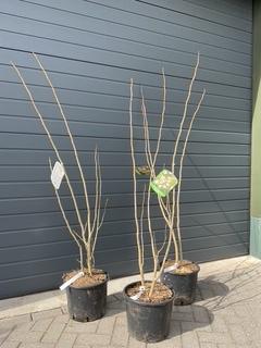 Albizia Meerstammig (Perzische Slaapboom), Tuin en Terras, Ophalen, Overige soorten, Struik, 100 tot 250 cm