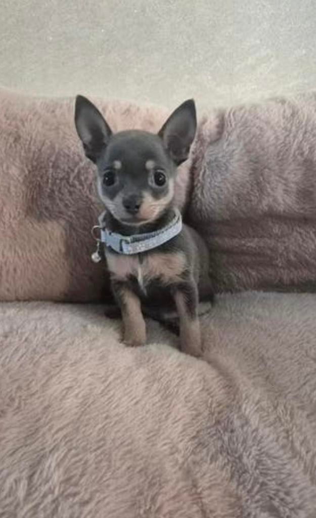 Prachtige chihuahua pup jongetje zoekt gouden mandje, Reu, 8 tot 15 weken, Parvo, Eén hond