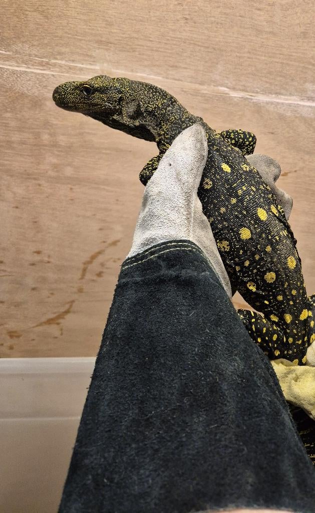 Varanus salvadorii Varan-Crocodile Monitor Lizard - unknown for sale from reptile900