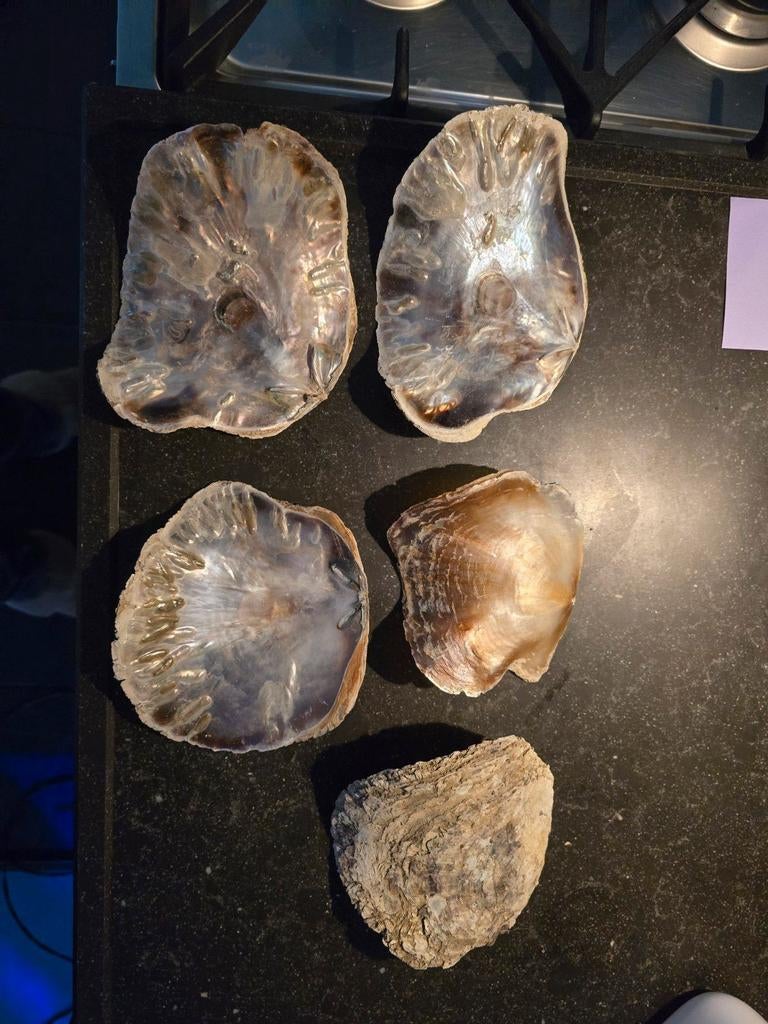 Mooie dubbelkleppige Placuna schelpen, Ophalen of Verzenden, Schelp(en)