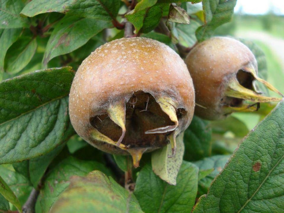ACTIE, Mespilus germanica, mispel, inheems, Tuin en Terras, Planten | Fruitbomen, Appelboom, Minder dan 100 cm, Lente, Ophalen of Verzenden
