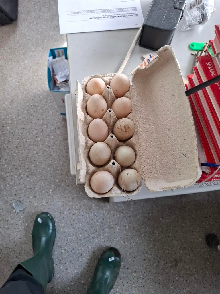 broedeieren kwaker, Dieren en Toebehoren, Pluimvee, Geslacht onbekend, Eend