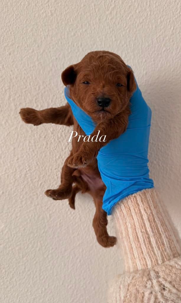 Uniek nestje Toypoedel pups te koop, Poedel, Parvo, 8 tot 15 weken, Meerdere