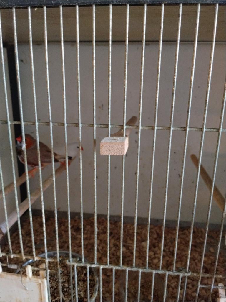 Zebravinken, Dieren en Toebehoren, Mannelijk