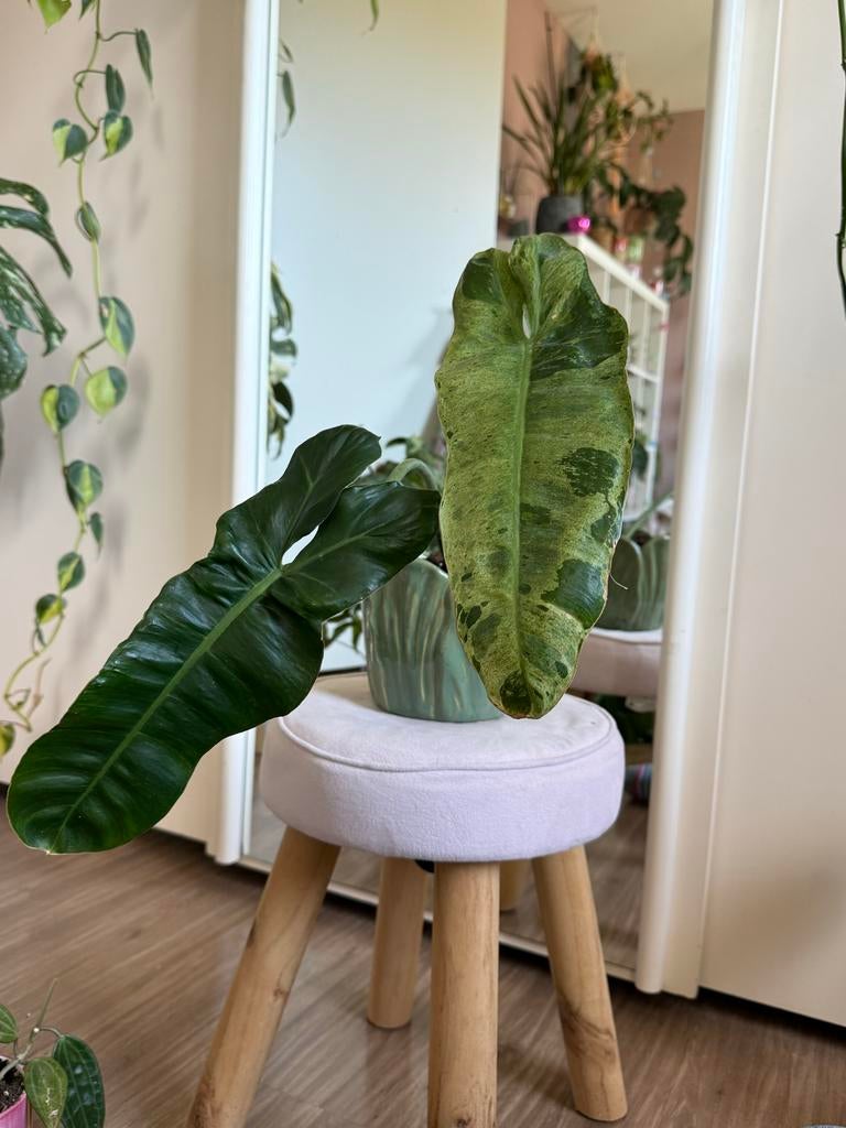 Philodendron Jose Buono - Zonder pot, Overige soorten, Vaste plant, Ophalen of Verzenden, Bloeit niet