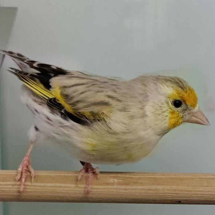 Card. carduelis x serinus canaria, Dieren en Toebehoren, Meerdere dieren