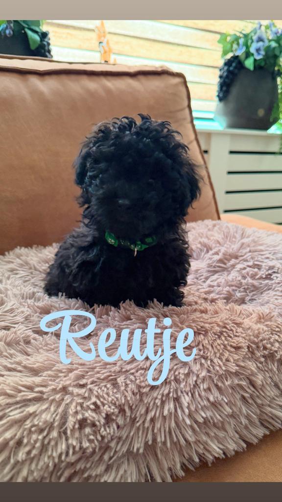Toy Poedel pup – 1 reutje beschikbaar, Dieren en Toebehoren, Poedel, Reu, Eén hond, Nederland