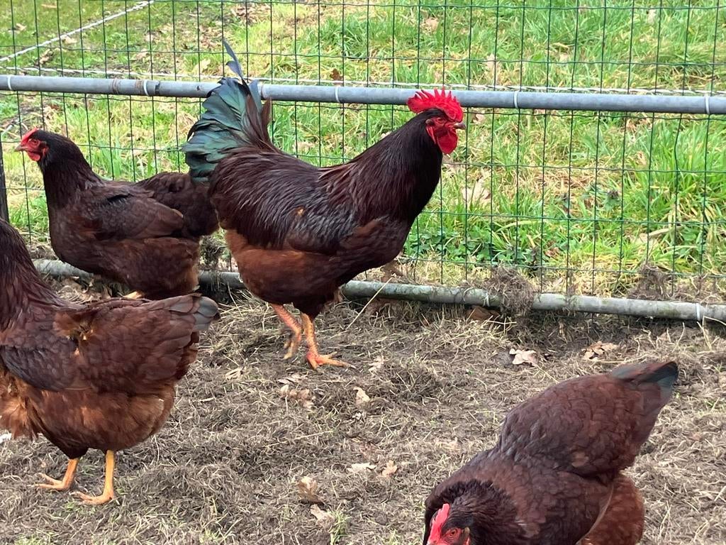 Broedeieren Red Island kip, Dieren en Toebehoren, Pluimvee, Geslacht onbekend, Kip