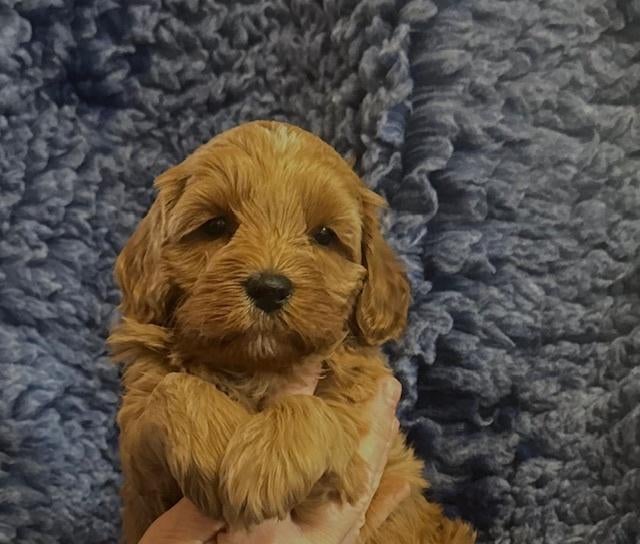 te koop minie Australië labradoodle, HCC (leverziekte), Overige rassen, 8 tot 15 weken, Teef
