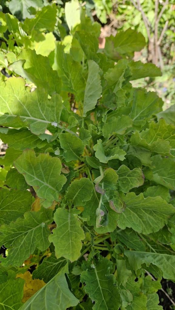 Stekken biologische eeuwig moes, Ophalen, Volle zon, Knol