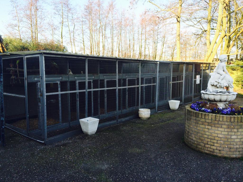 gezocht kaketoes voor op vogelpark, Dieren en Toebehoren, Vogels | Parkieten en Papegaaien, Meerdere dieren, Papegaai