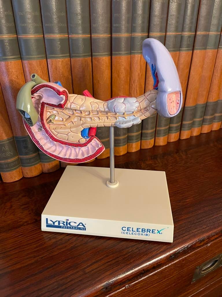 8 mooie anatomisch modellen van diverse organen, Ophalen of Verzenden, Zo goed als nieuw