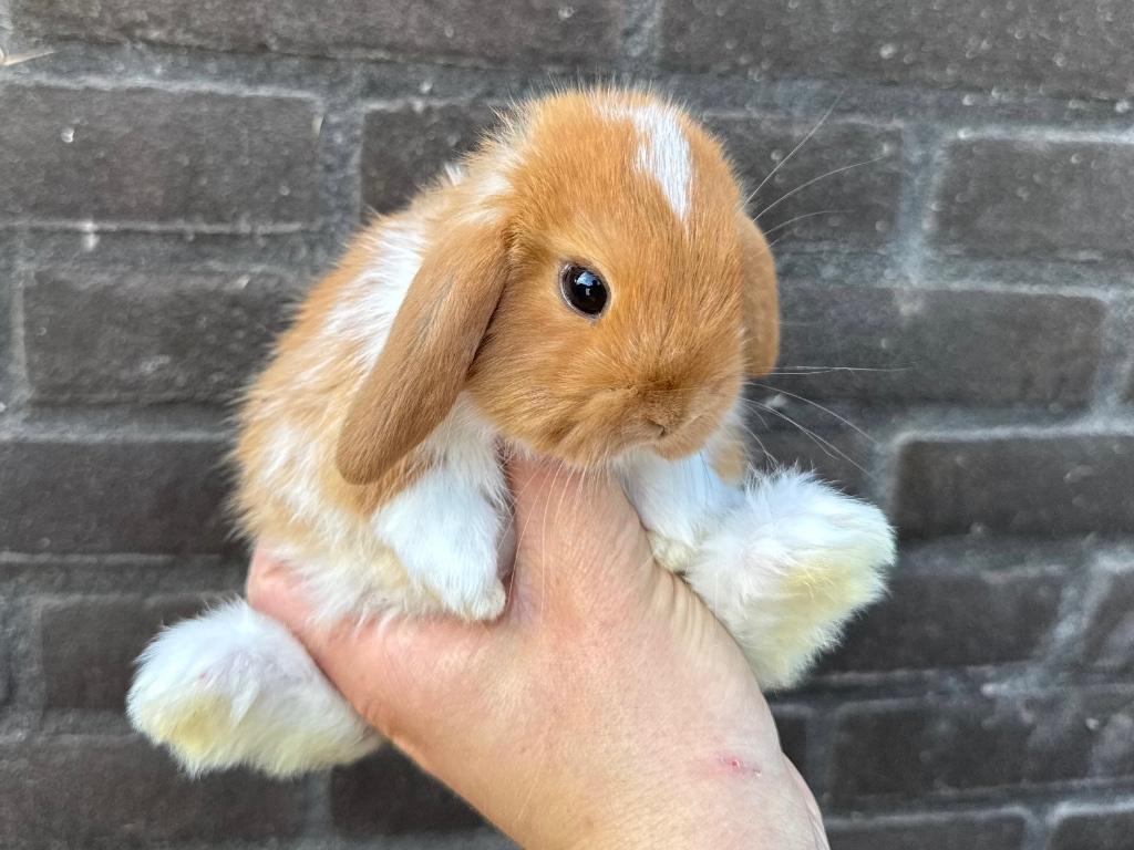 Lieve hangoor dwergkonijnen, gekoppeld en gecastreerd!, Dieren en Toebehoren, Konijnen, Meerdere dieren, Dwerg, Hangoor