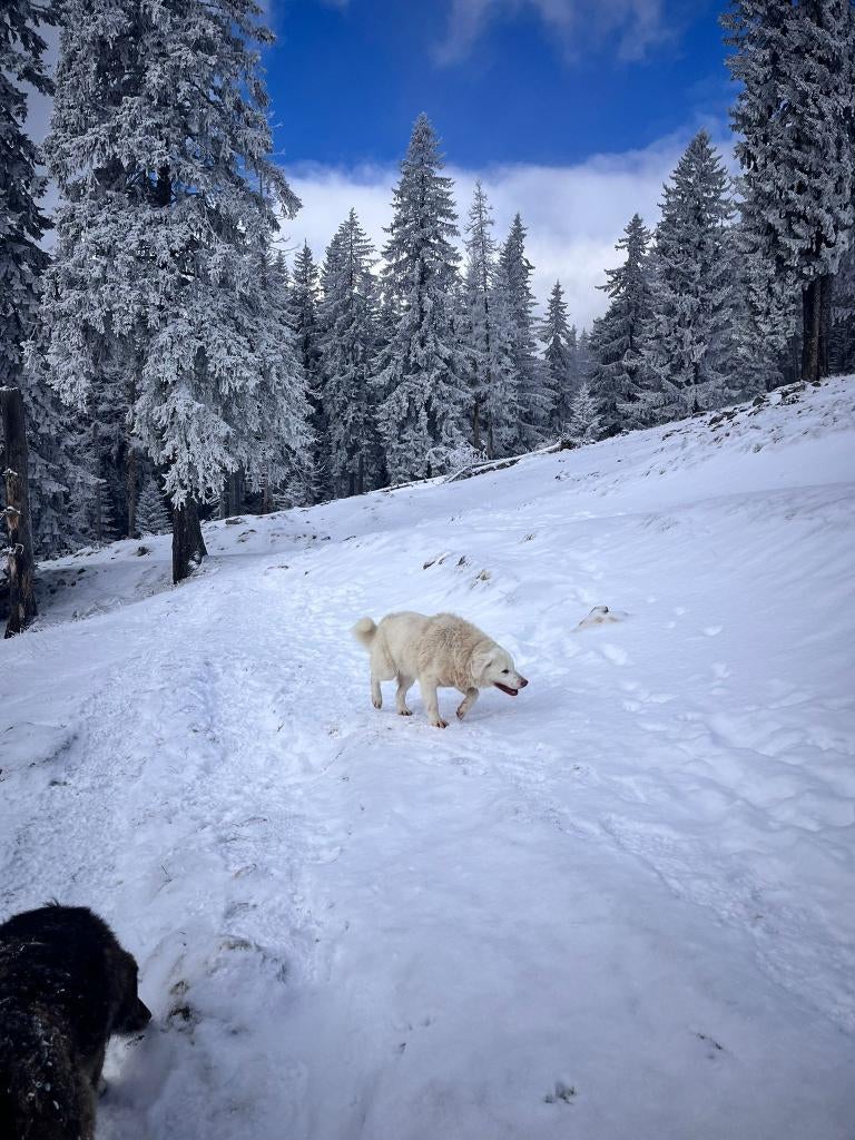 Snow – Voor avontuurlijke harten ️️, Particulier, Reu, Buitenland, Parvo