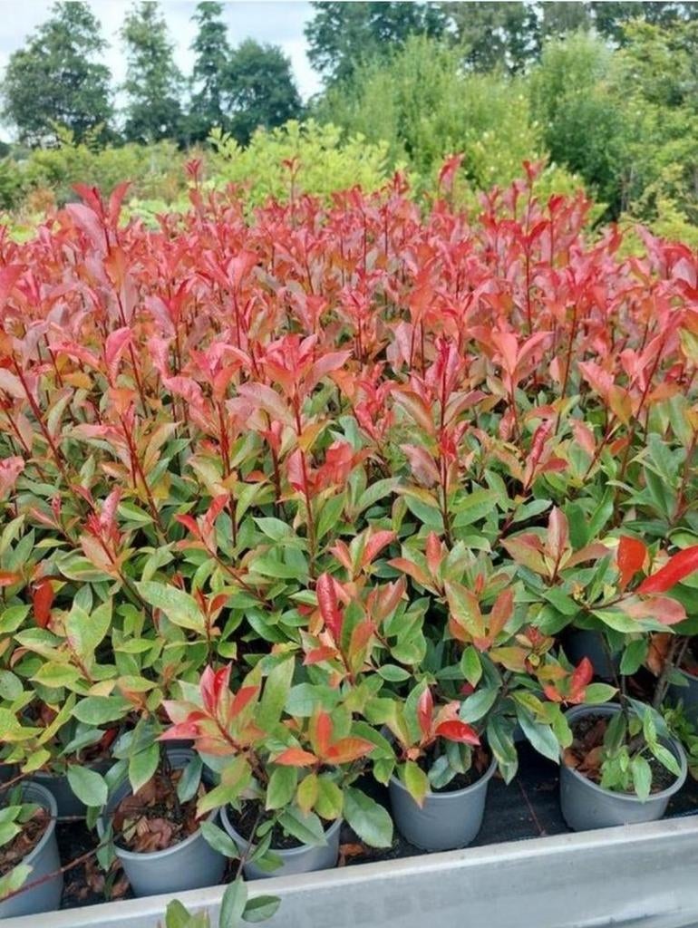 Photinia carre rouge, Ophalen, Overige soorten, Minder dan 100 cm