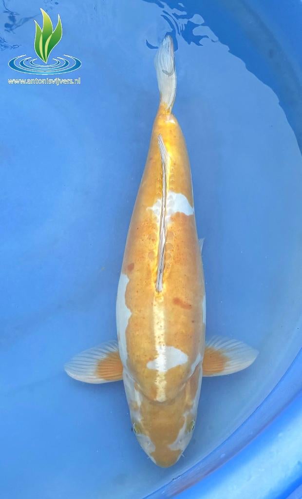 083 Doitsu Ochiba Shigure, Karper of Koi