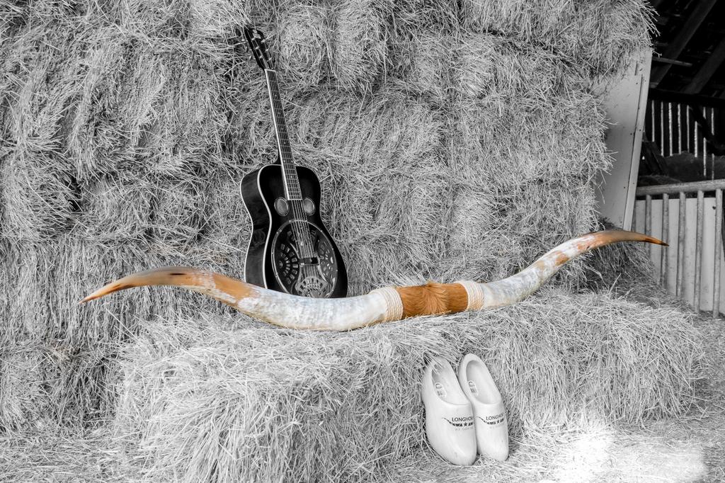 Longhorn, Verzamelen, Dierenverzamelingen, Nieuw, Opgezet dier, Ophalen of Verzenden