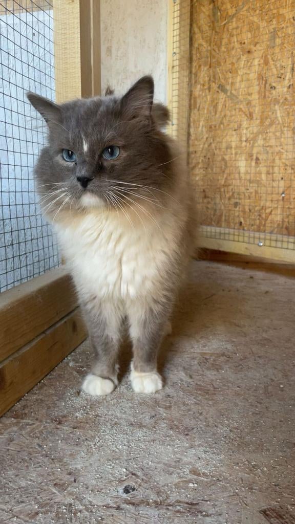 Ragdoll dekkater met stamboom, Poes, Met stamboom