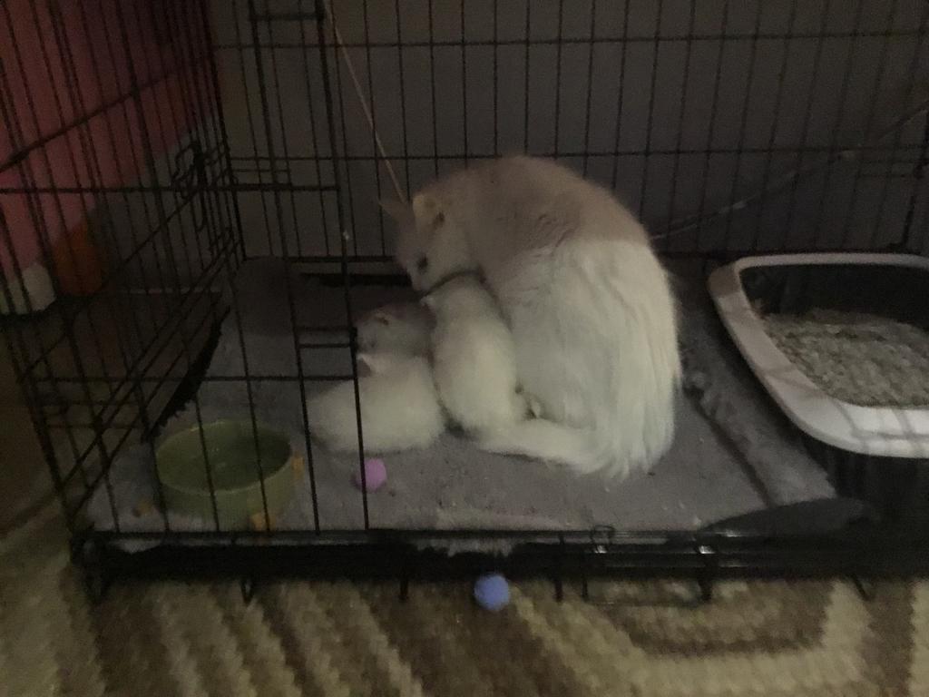 Turkesche angora kat moeder met 5kitten, Ophalen of Verzenden