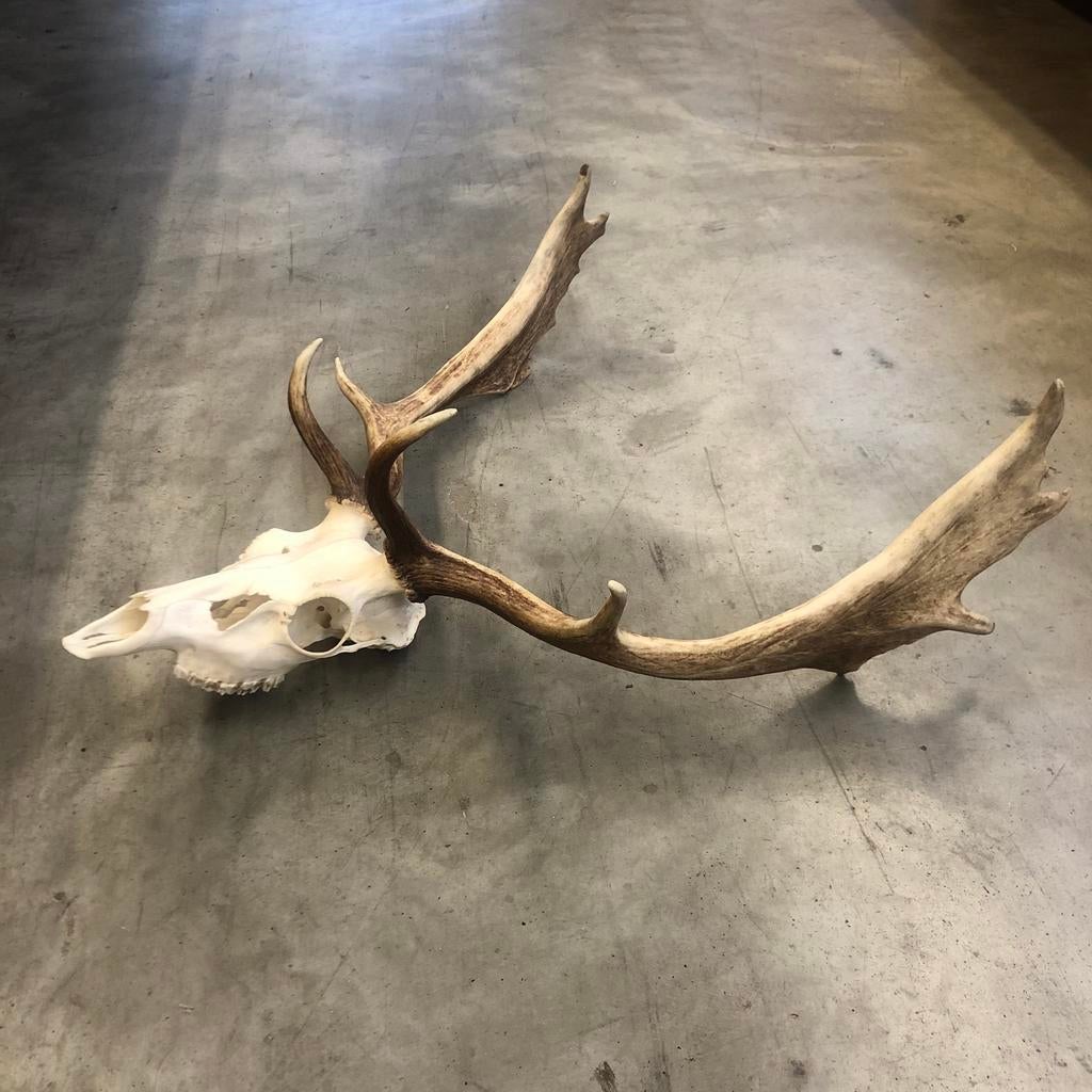 Damhert gewei, hertengewei, geweitje, geweien, Ophalen