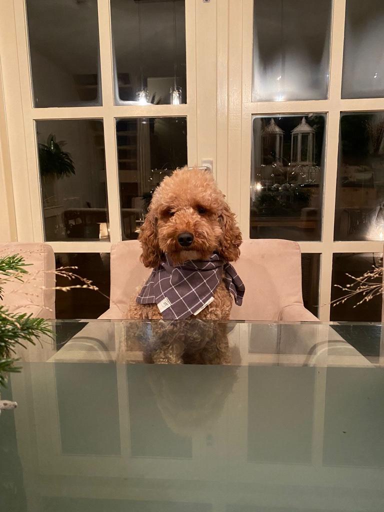 cockapoo dekreutje, Dieren en Toebehoren, Honden | Dekreuen, Reu, Fokker | Hobbymatig, Meerdere, Buitenland, 3 tot 5 jaar, CDV (hondenziekte)