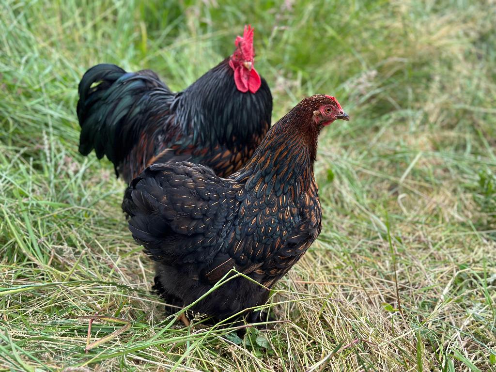 Jonge Cochin kriel goud zwart gezoomd gesekst en ingeënt, Vrouwelijk, Kip