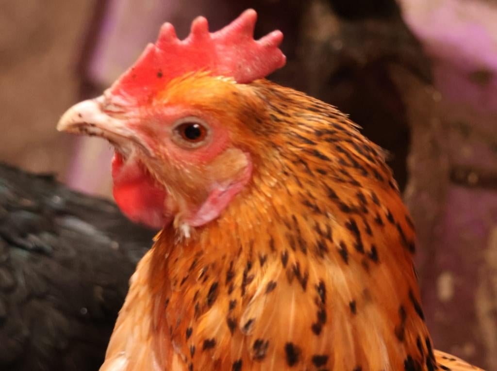 Diverse kippen te koop (geen raskippen), Dieren en Toebehoren, Vrouwelijk, Kip