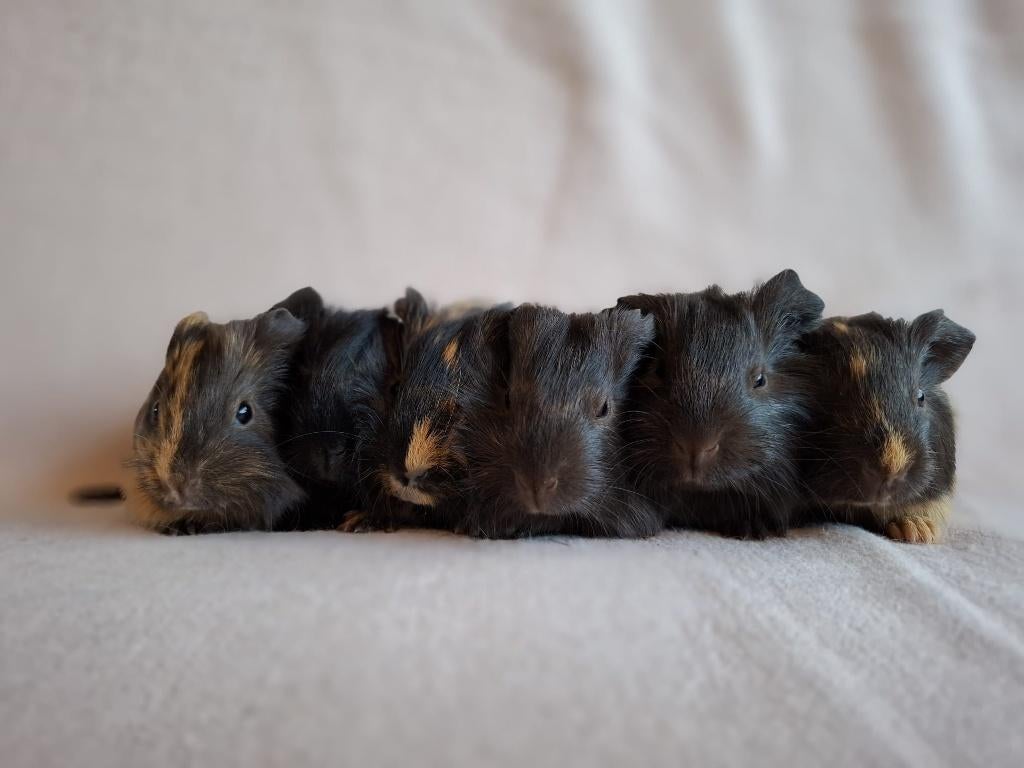 Mooie gladhaar cavia's te koop, Meerdere dieren, Tam, Maart, Cavia