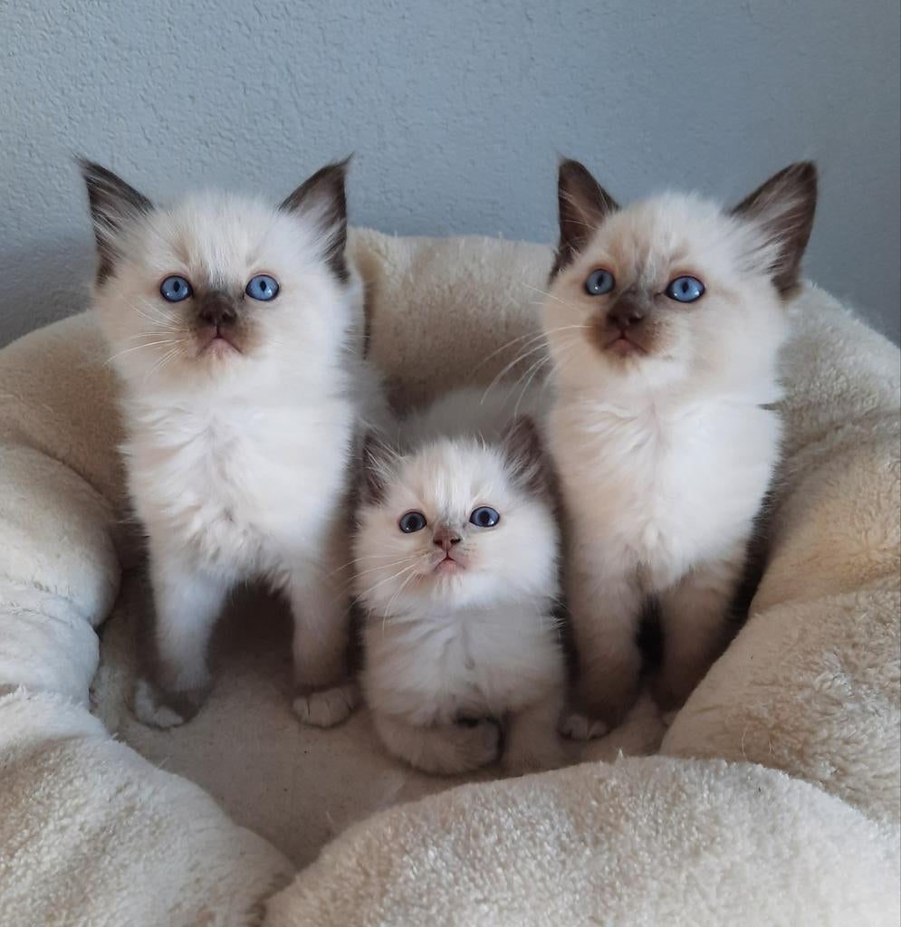 Ragdoll kittens met stamboom, Dieren en Toebehoren, Meerdere dieren, Met stamboom, 0 tot 2 jaar