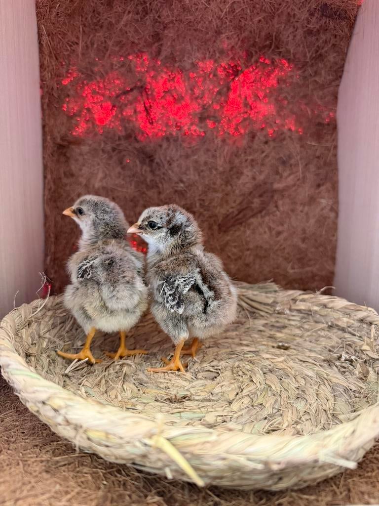 Kuikens en broedeieren, Dieren en Toebehoren, Pluimvee, Kip, Geslacht onbekend