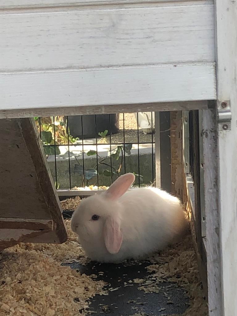 Lief wit baby konijntje, Dieren en Toebehoren, Konijnen, Mannelijk, Dwerg, Hangoor, 0 tot 2 jaar