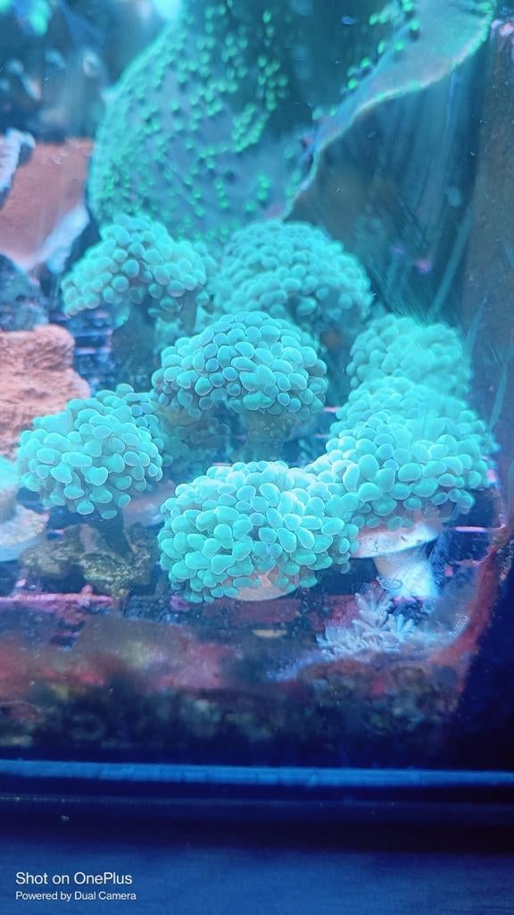 Mintgroene Hamer koraal stekken, Overige typen, Zoutwatervis