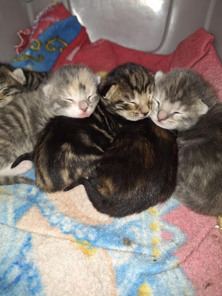 Allemaal verkocht !, Dieren en Toebehoren, Katten en Kittens | Overige Katten