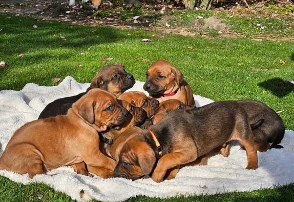 Mooie lieve pups kruising x Rhodesian Ridgeback, Dieren en Toebehoren, 8 tot 15 weken, Meerdere, Meerdere dieren, Nederland