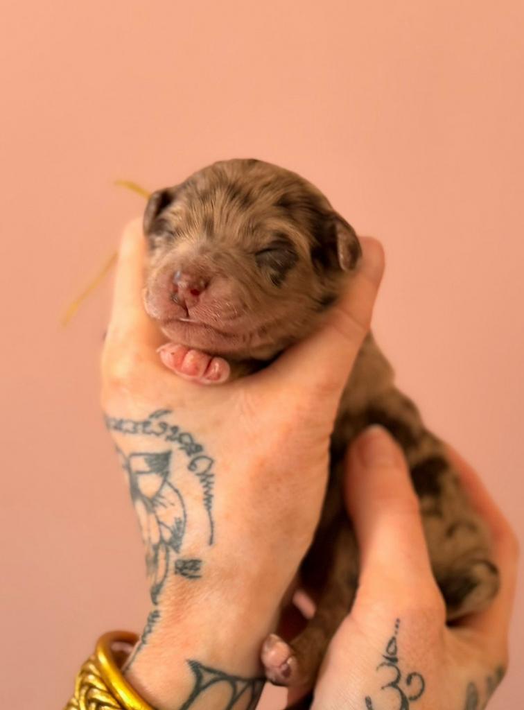 Aussiedoodle pups 💗 8 chocolate (merle) midi Aussie Doodle, Dieren en Toebehoren, Parvo, Overige rassen, 8 tot 15 weken, Meerdere