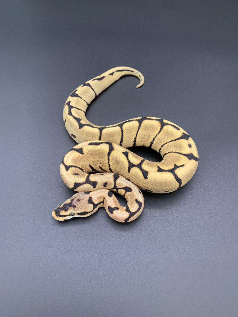 1.0 spider desert ghost python regius Ball Python - male for sale from DemonSnakes