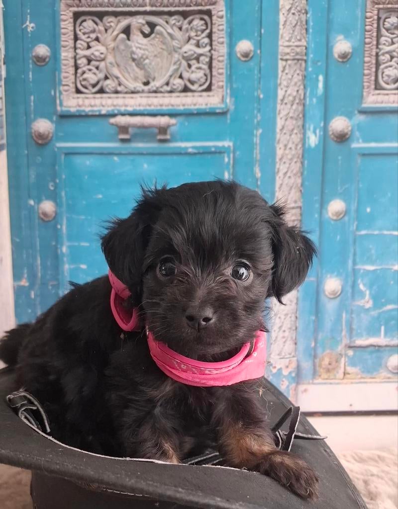 Grappige, goed gezonde pomapoo pupjes❤️, Parvo, Overige rassen, 8 tot 15 weken, Meerdere