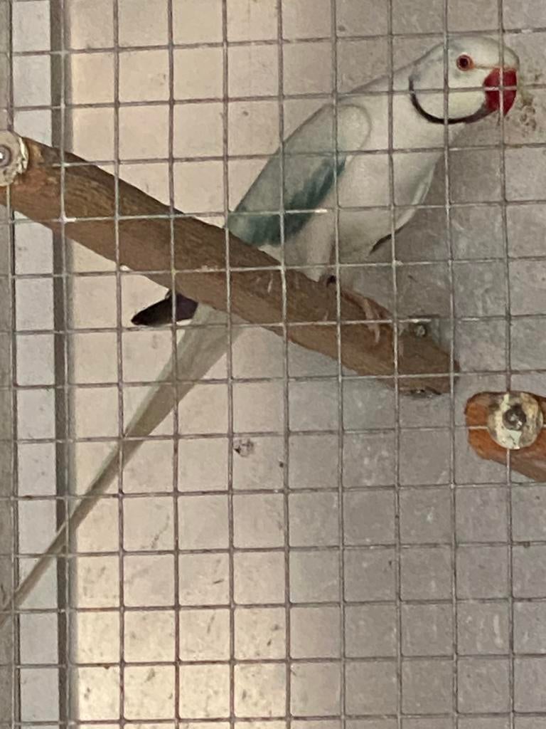 Halsband parkiet., Dieren en Toebehoren, Vogels | Parkieten en Papegaaien, Mannelijk, Parkiet, Geringd