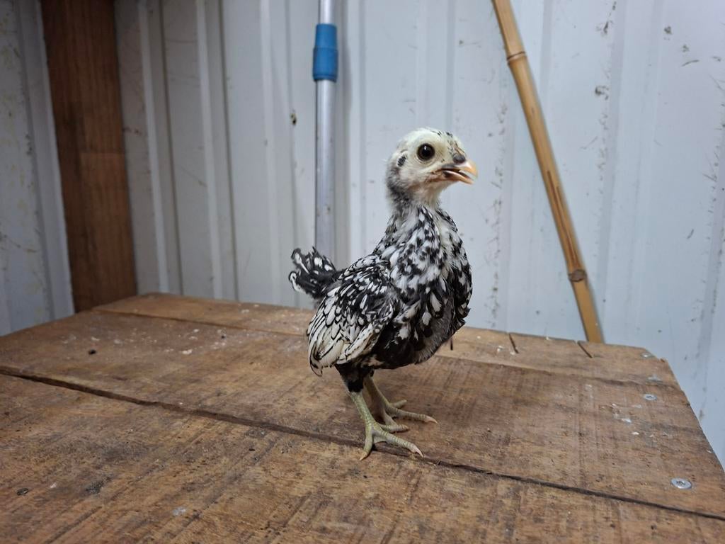 Jonge sebright hennen (ingeënt), Vrouwelijk, Kip