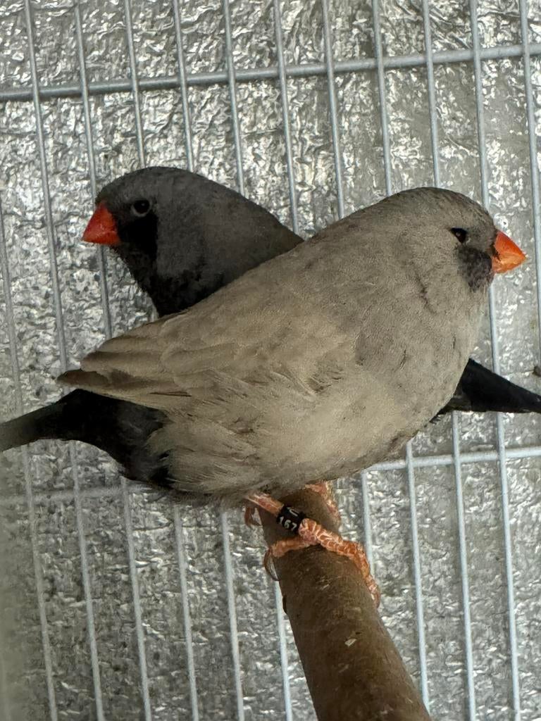 Charcoal zebravinken, Dieren en Toebehoren, Meerdere dieren