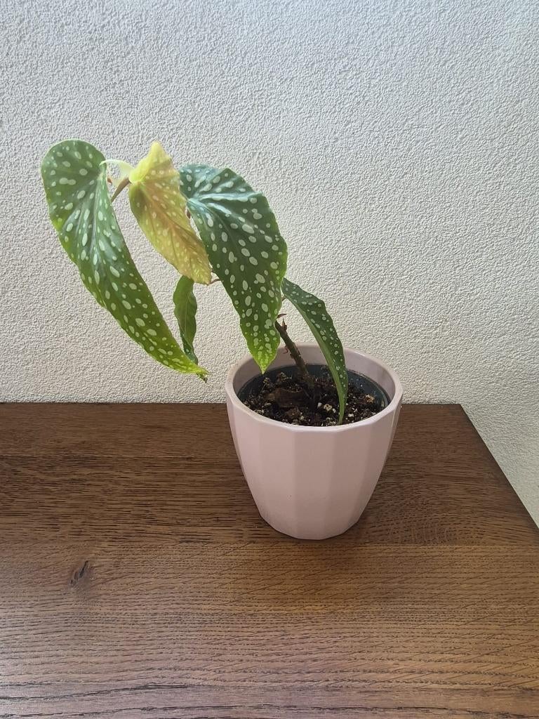 kamerplant Begonia Tamaya, Ophalen, Halfschaduw, Minder dan 100 cm